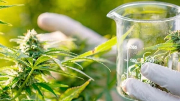 Sunday Briefing: Child Abuse Guilty Plea, Cannabis at $3.3B, KitKat Heist